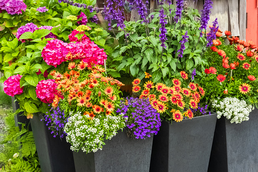 Many different potted flowers in wooden pots outdoors in garden. Potted blooming colorful flowers. Entrance to a home through a beautiful garden with colorful flowers. Hobby concept with plants