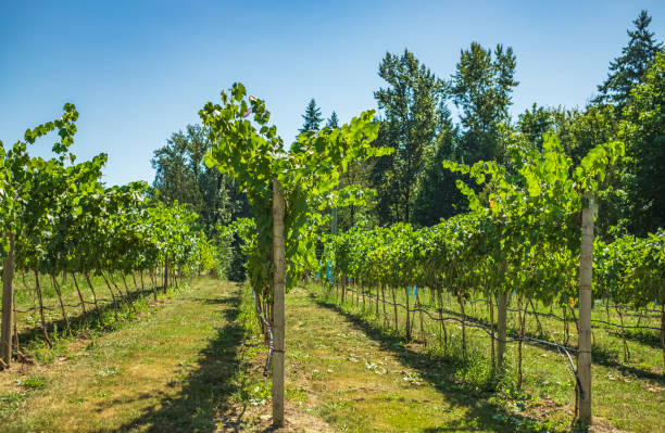 istock Vineyard ready for Grape harvest. Grape fields in British Columbia organic farming. Vineyard rows in a summer 1652014468