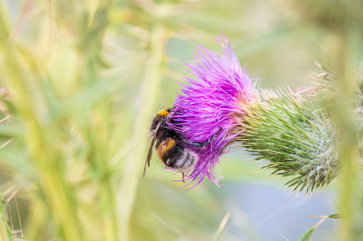 Bumble-bee sitting on wild thistle flower. Selective focus of beautiful wild bumble bee sucking pollen from Cirsium vulgare or the spear thistle on the green meadow,