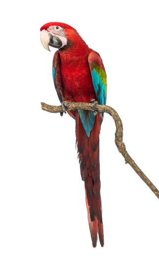 Green-winged Macaw, Ara chloropterus, 1 year old, perched on branch in front of white background