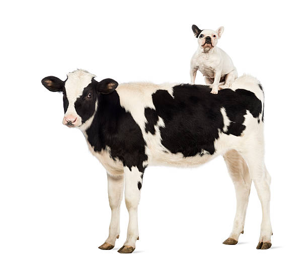 istock Calf with a French bulldog sitting on its back 165202876
