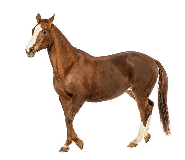 istock Horse walking in front of white background 165202895
