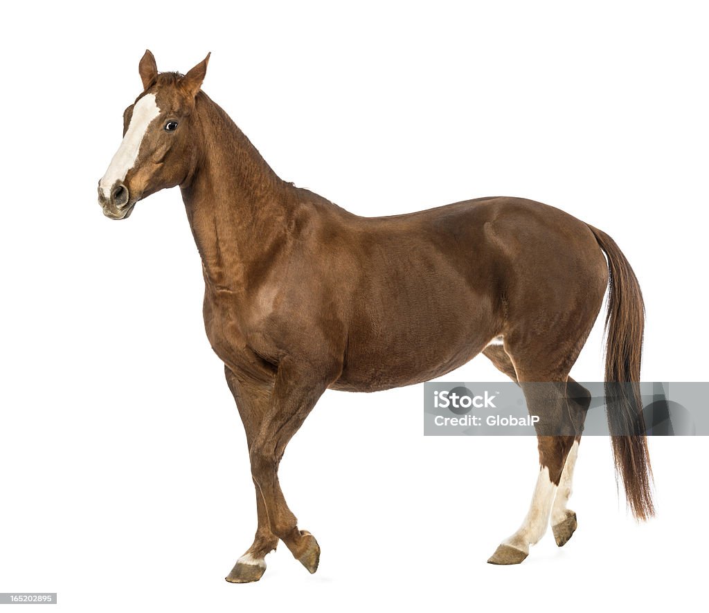 Foto de Cavalo Pé Na Frente De Fundo Branco e mais fotos de stock de Cavalo  - Família do cavalo - Cavalo - Família do cavalo, Corpo inteiro, Fundo  Branco - iStock