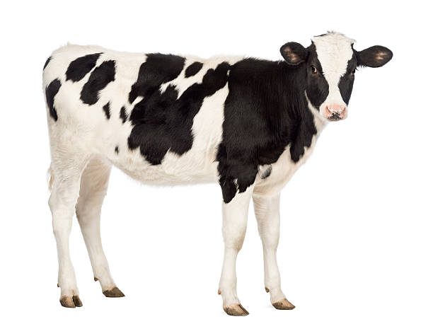 istock Calf, 8 months old, looking at the camera 165203022