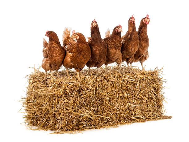 istock Row of hen standing on a straw bale 165203031
