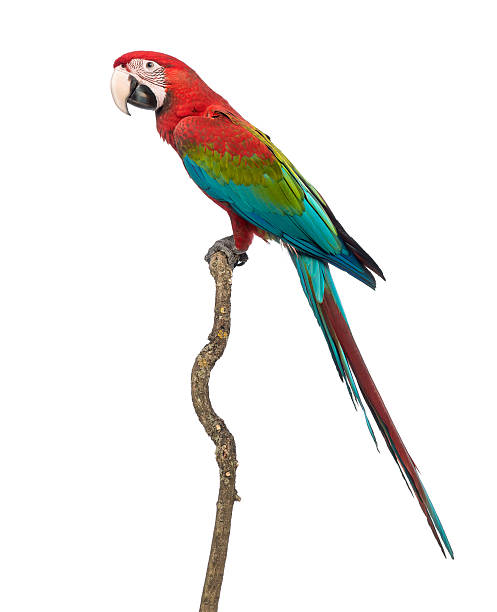 istock Green-winged Macaw, Ara chloropterus, 1 year old, perched on branch 165203032