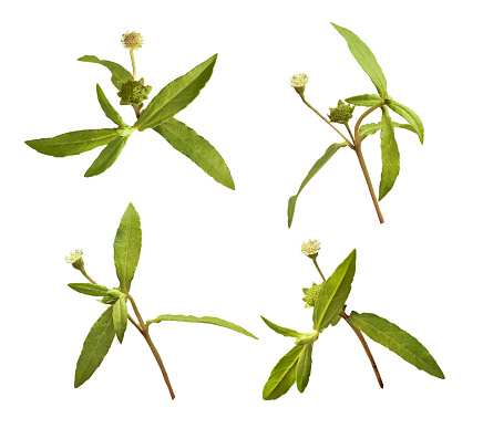 Bhringraj, Eclipta Alba, Eclipta Prostrata, False Daisy, Ayurveda medicinal plant for hair growth and hair oil, fresh leaf and flower.
