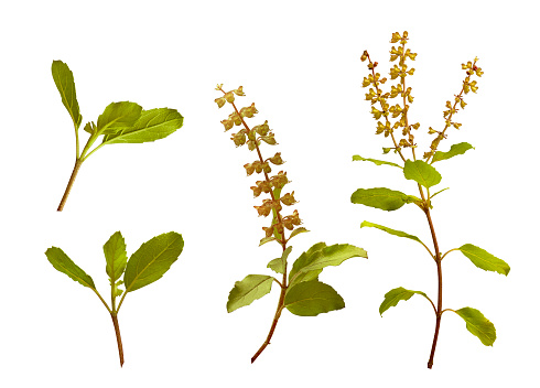 Holy basil, Indian Tulasi, Leaves and flower of Ocimum sanctum isolated on a white background.