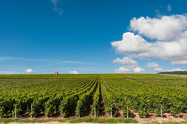 Vineyard near Epernay in the Champagne-Ardenne region in France