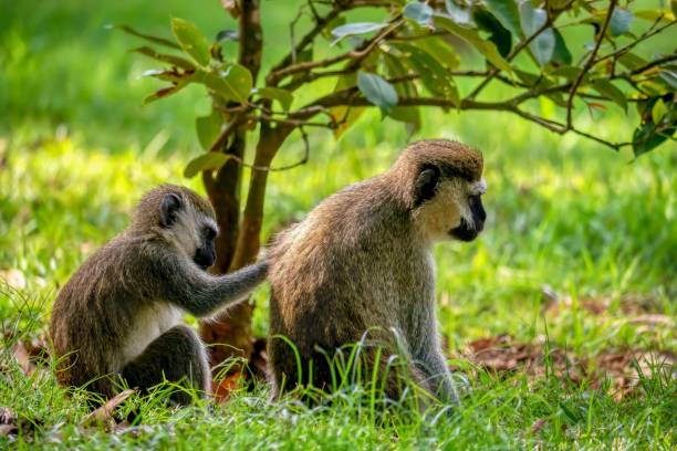istock Wild vervet monkeys (Chlorocebus pygerythrus) grooming under a tree in Entebbe Botanic Gardens 1652046116