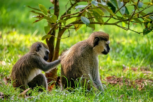Side view of a young vervet monkey (Chlorocebus pygerythrus) grooming an older one in the National Botanical Gardens of Uganda, locally known as Entebbe Botanic Gardens.
