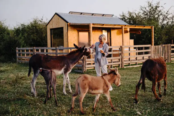 Photo of Shot of a mature woman feeding the animals on her farm