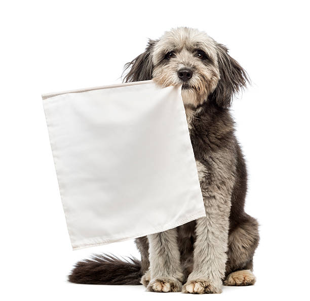 istock Crossbreed, 4 years old, sitting and holding a white flag 165205006