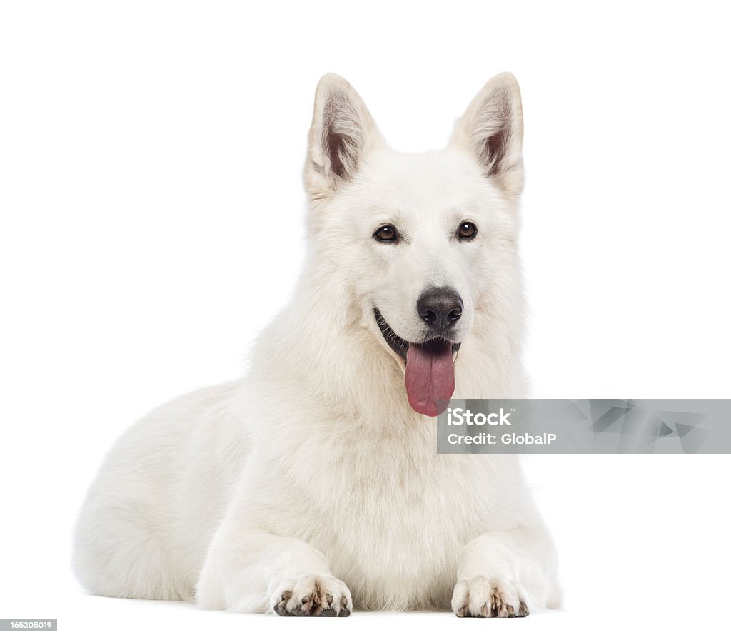 Chien de berger Suisse, 5 ans, allongé, Haleter - Photo de Allongé sur le devant libre de droits