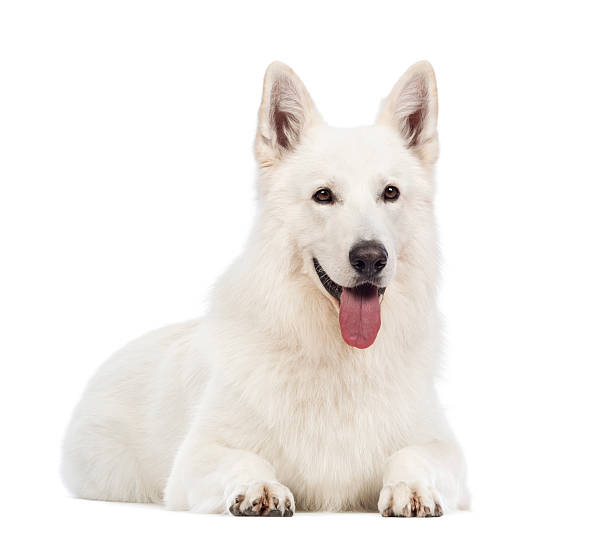 istock Swiss Shepherd dog, 5 years old, lying, panting 165205019