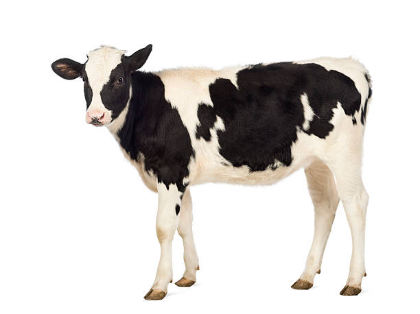 istock Calf, 8 months old, in front of white background 165205033