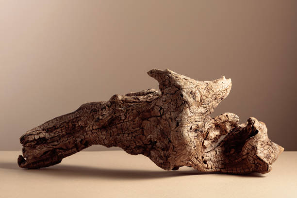 istock Old dry wooden snag on a beige background. 1652054304