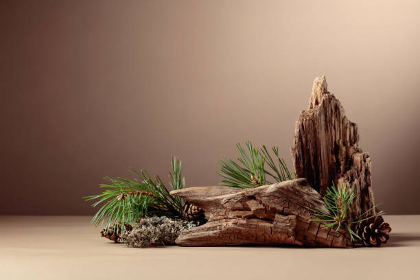 istock Abstract north nature scene with a composition of lichen, pine branches, and dry snags. 1652054579