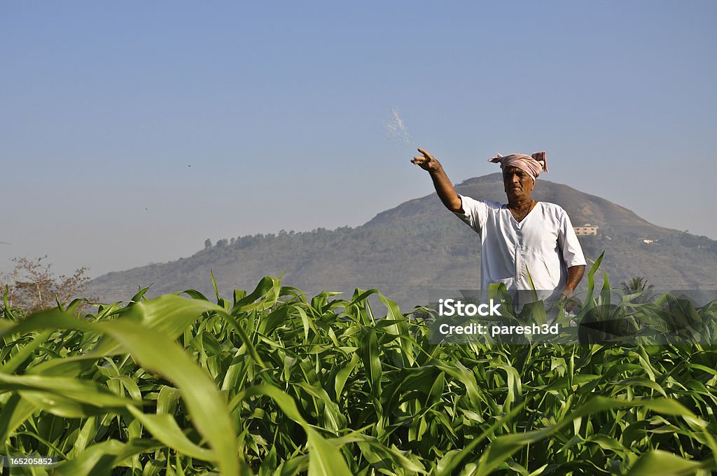 Farmer que fertilizante a granja - Foto de stock de India libre de derechos