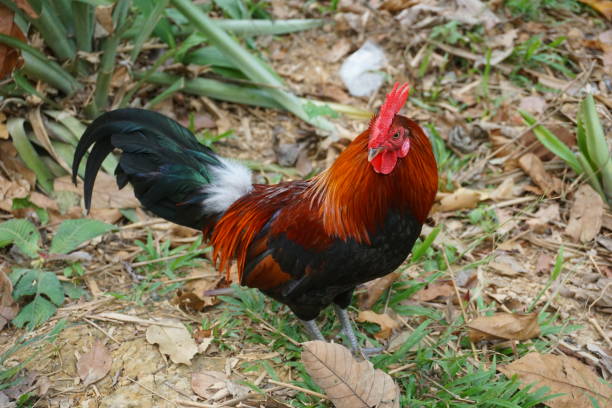jungle fowl This proud red junglefowl is standing tall in a clearing in the forest. male red junglefowl gallus gallus stock pictures, royalty-free photos & images