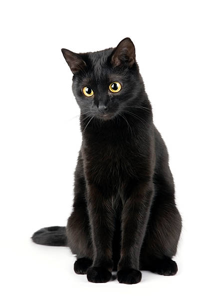 Black Cat Stock Photo - Download Image Now - Domestic Cat, Black Color,  White Background - Istock