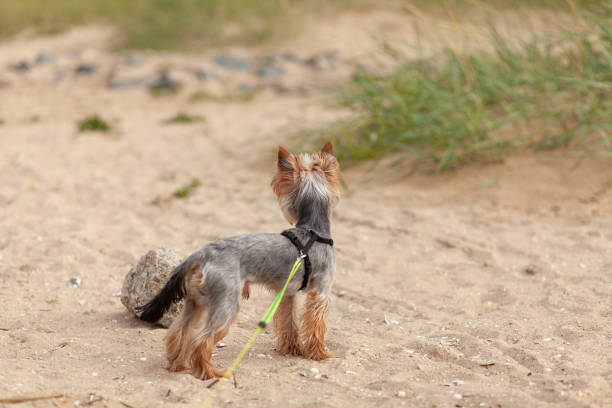 istock A small Yorkshire terrier stands on a leash on a sandy beach. Dog on summer vacation 1652076069