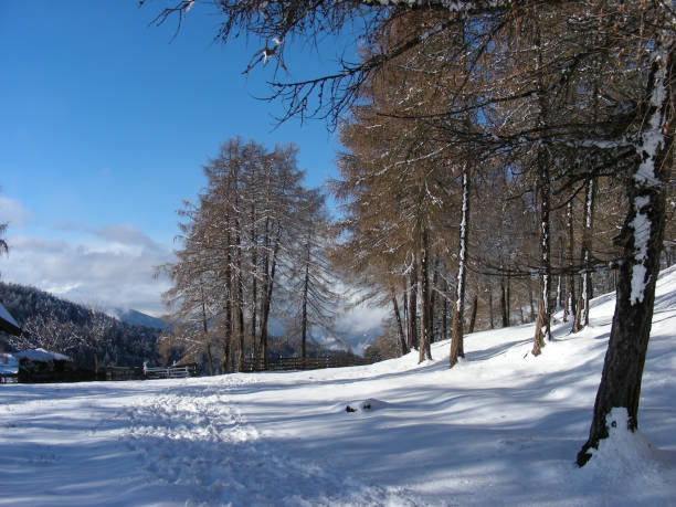 istock Winter landscape with larches in South Tirol. 1652077605