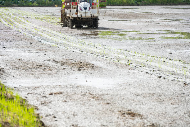 rice transplanter working on the field at horizontal composition rice transplanter working on the field at horizontal composition paddy transplanter stock pictures, royalty-free photos & images