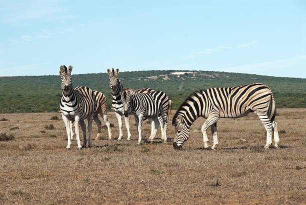istock Family of Zebras 165208729