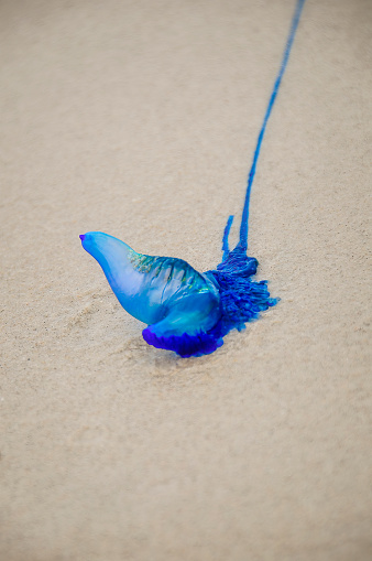 The Bluebottle or Pacific Man-of-War jellyfish on the sand at the beach
