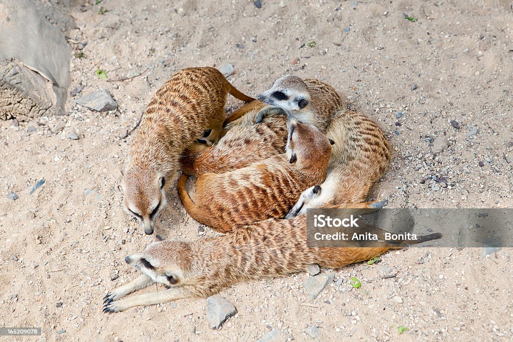 Mentire suricati - Foto stock royalty-free di Accudire