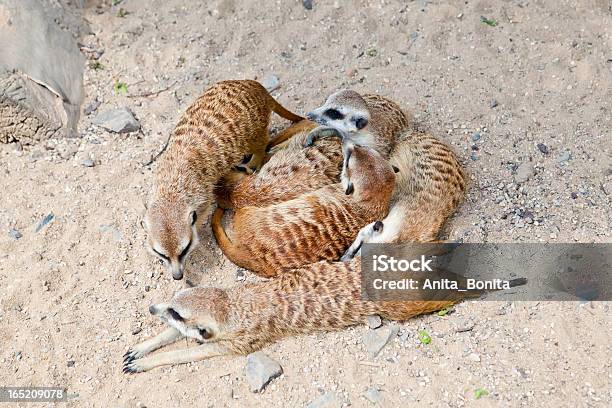 Mentire Suricati - Fotografie stock e altre immagini di Accudire - Accudire, Ambientazione esterna, Animale