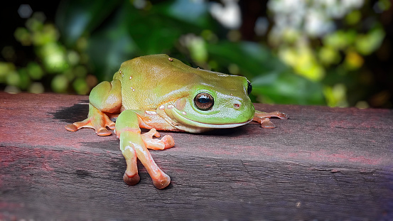 Australian tree frog perched on a timber railing