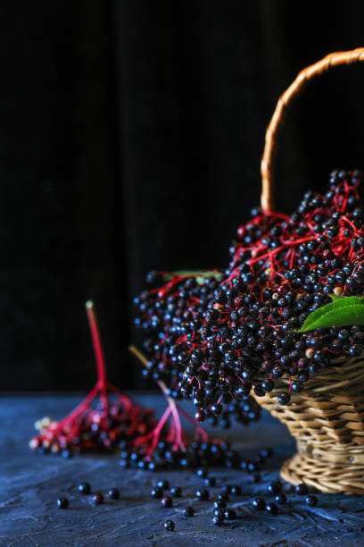 istock Ripe wild black elderberry (sambucus nigra) in a basket 1652111162