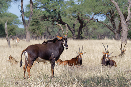 Male standing in front of a group of female Sable antelope (Hippotragus niger) in the Okapuka Ranch, Namibia