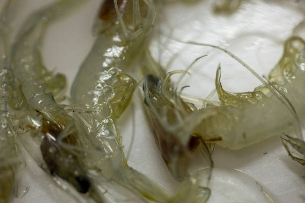 istock Bacteria in shrimp in the laboratory. 1652115955