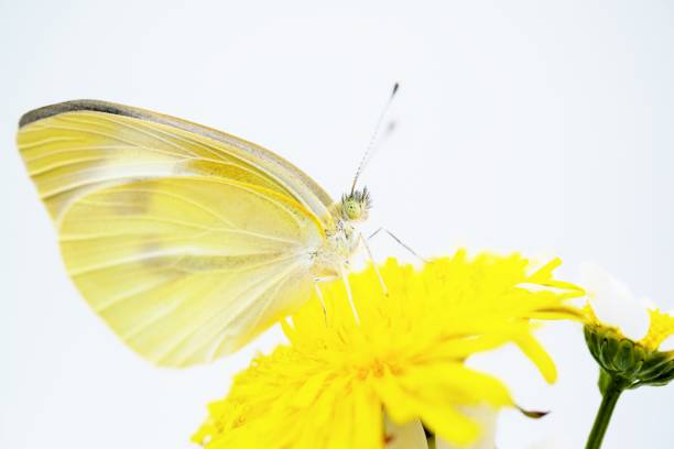 istock Close-up of a beautifully hatched Small Cabbage White butterfly perched on a yellow dandelion on a white background. 1652117520
