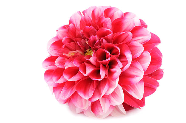 istock Beautiful Red Dahlia Isolated on White Background 165211780
