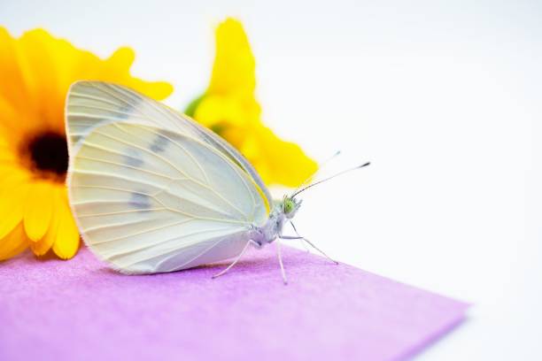 Beautiful Small Cabbage White butterfly facing sideways perched on purple washi paper with orange calendula flowers on white background.