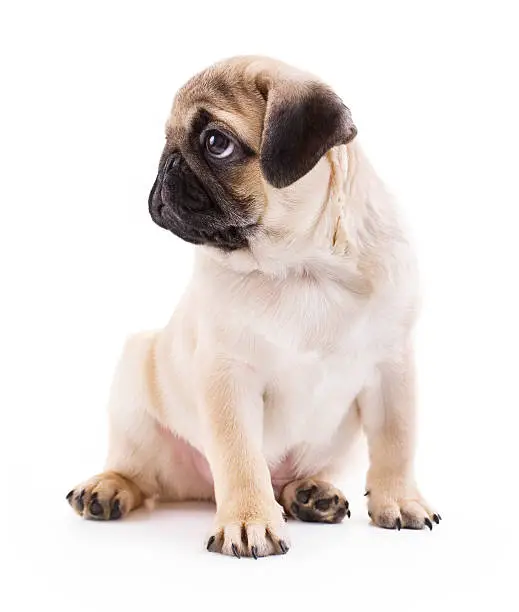 Pug puppy sitting and looking in profile isolated on white background