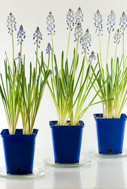 Grape Hyacinth Flowers stock photo