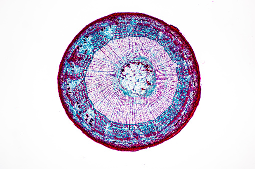 Microscopic image of Cucurbita