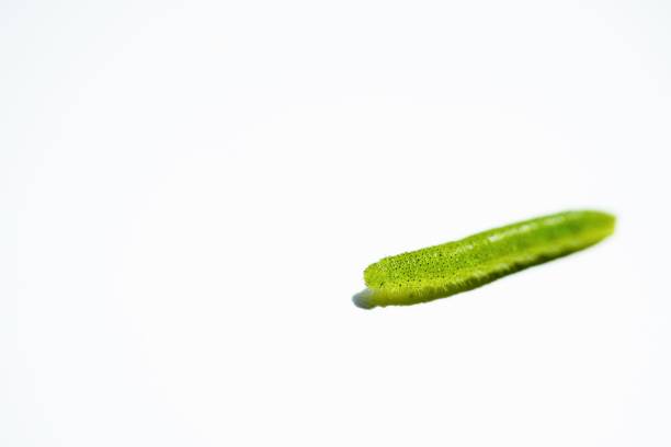 Green caterpillar on basil leaf against white background