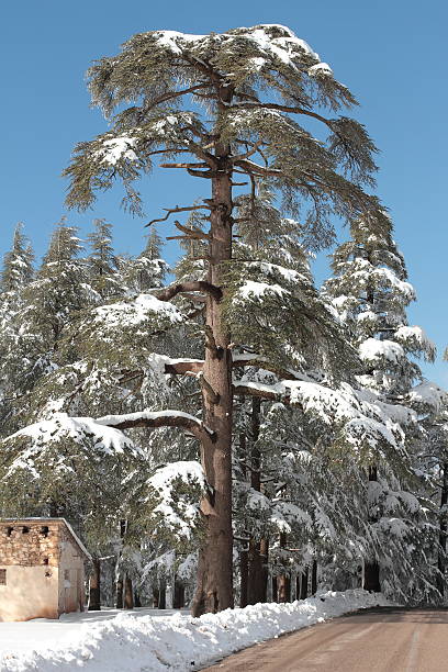 cedar de nevadascomment - cedar tree tree montana woods imagens e fotografias de stock