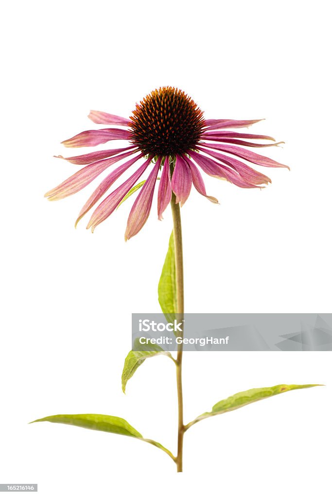 Echinacea purpurea Healing plant echinacea, isolated on White. White Background Stock Photo