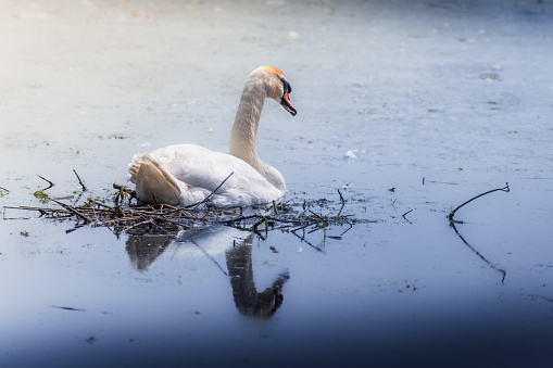 White swan swimming in the lake. The mute swan