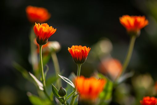Orange Calendula flowers in nature. Close-up