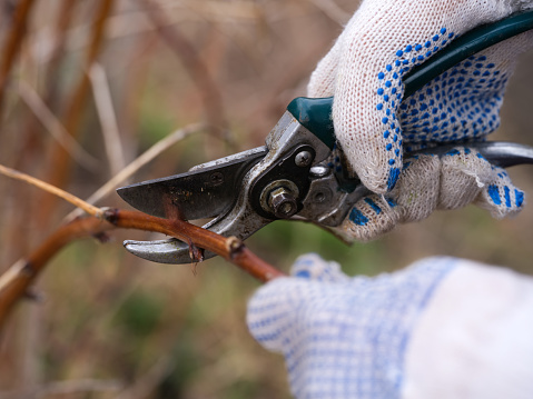 Gloved hands with gardening shears cutting a dry raspberry bush branch. Close-up