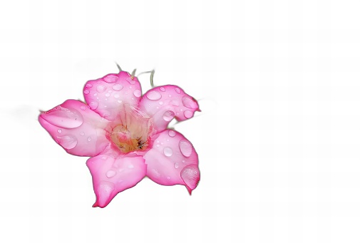 a photography of a pink flower with water droplets on it, vase with pink flower and water droplets on white background.