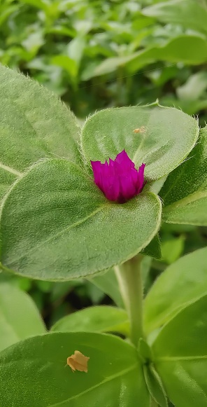 a photography of a purple flower on a green leaf in a garden, lycaenid butterfly on a leaf with a pink flower.